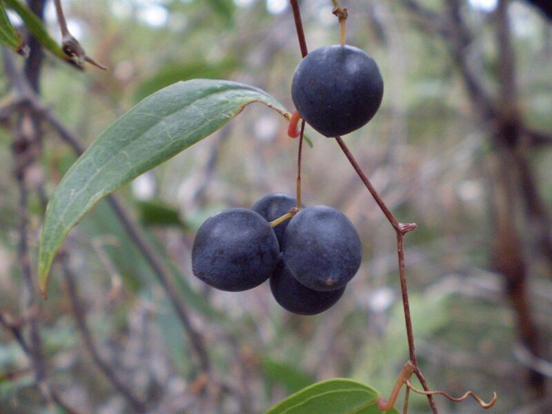 File:1280px-Smilax glyciphylla fruit1.JPG