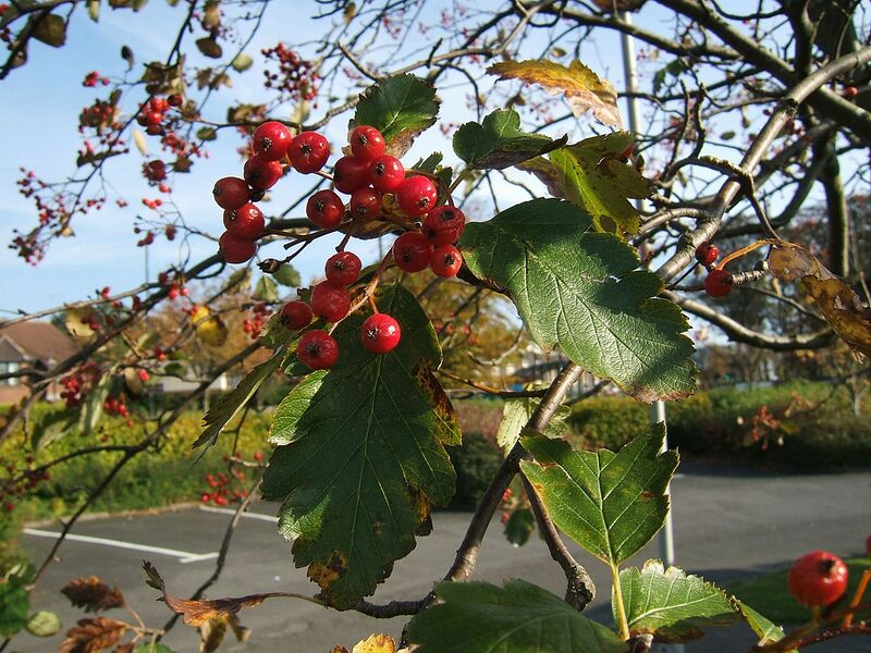 File:1280px-Sorbus intermedia1.jpg