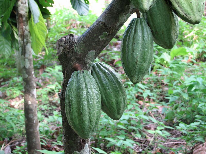 File:1280px-Theobroma cacao Fruit Linne.jpg