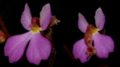 Thumbnail for version as of 09:05, 29 April 2025