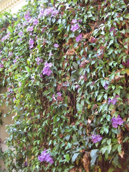 File:576px-IMG 1847 hunt09oct.jpg