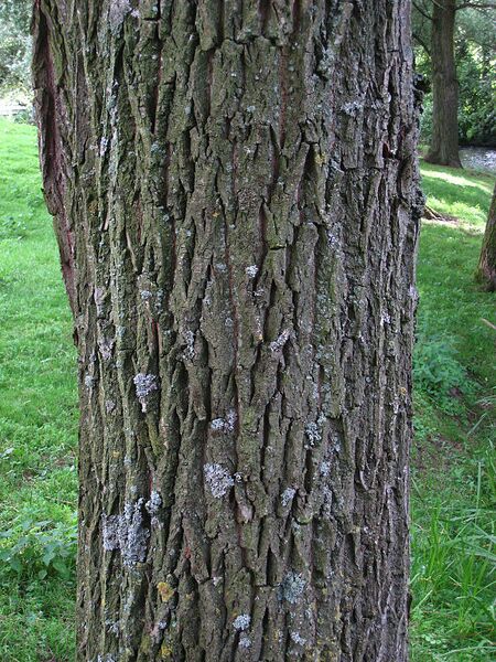 File:576px-Salix alba bark.jpg
