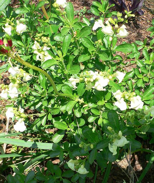 File:648px-Salvia greggii.jpg