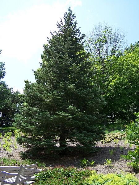 File:768px-White fir MN 2007.JPG