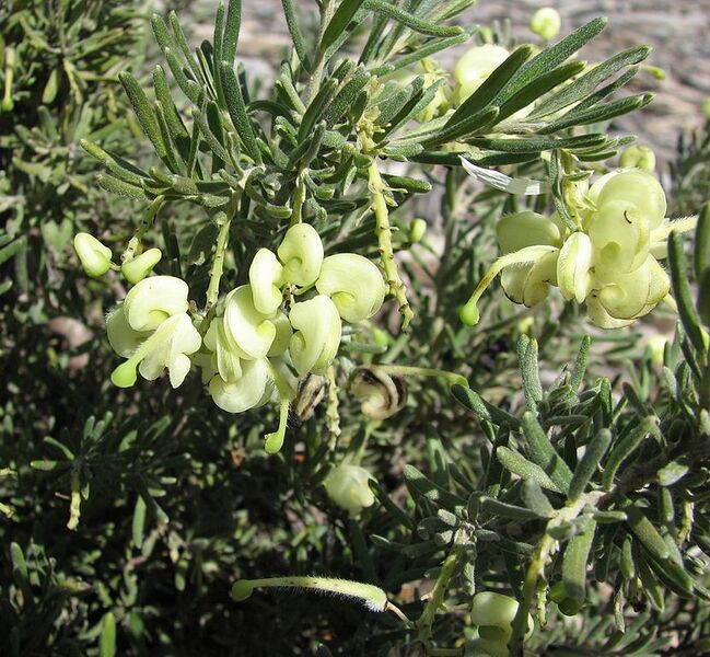 File:831px-Grevillea lanigera 'Lutea'.jpg