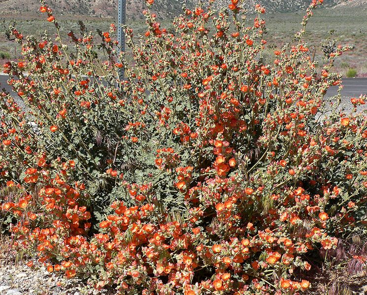 File:954px-Sphaeralcea ambigua 4.jpg