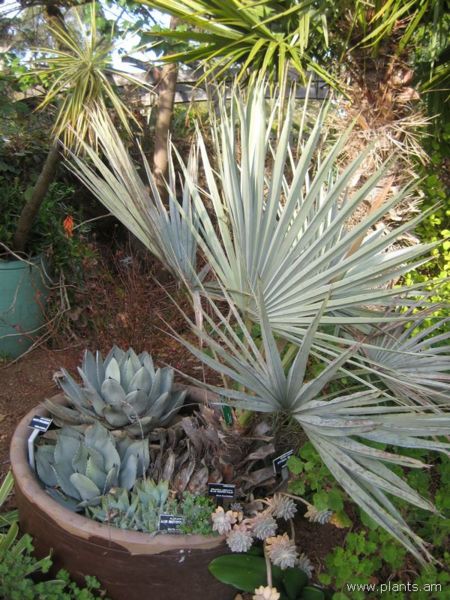 File:Agave potatorum-IMG 7502 sfbg0308.jpg