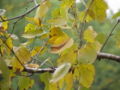 Paper Birch foliage in fall