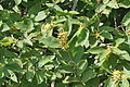 Grewia flavescens
