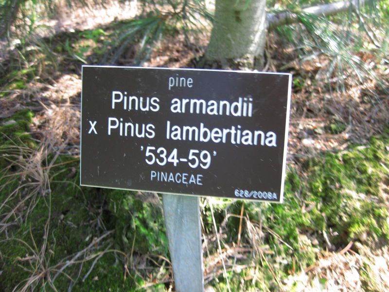 File:IMG 0319 nybg09.jpg