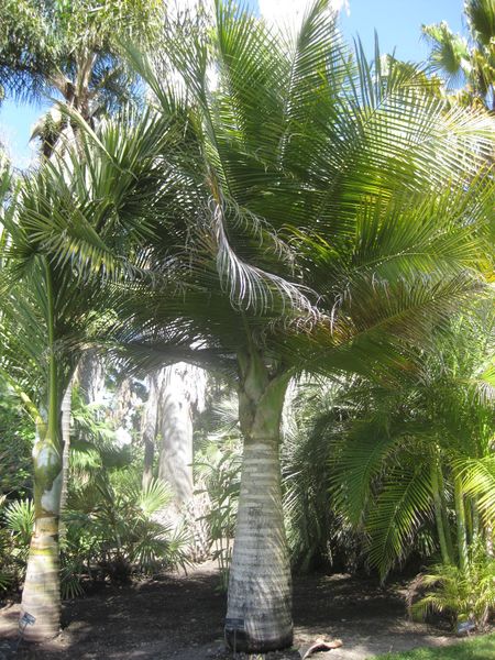 File:IMG 2092 hunt0903.jpg