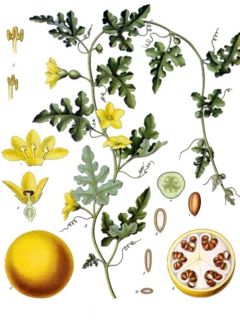 Citrullus colocynthis from Koehler's Medicinal-Plants (1887)