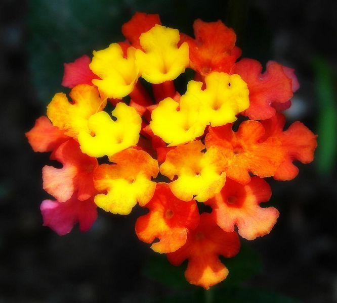 File:Lantana closeup - Orton-4046.jpg