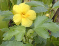 Thumbnail for version as of 06:59, 12 May 2007