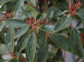 Leaves and early buds