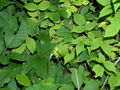 Raspberry, Poison Ivy. Virginia Creeper leaves look similar