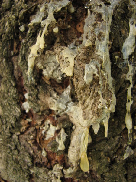 File:Sap on pine tree bark.jpg