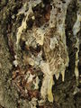 Thumbnail for version as of 19:11, 7 May 2009