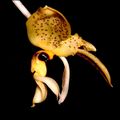 Stanhopea costaricensis