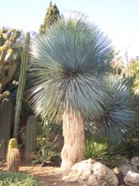 Big Bend yucca