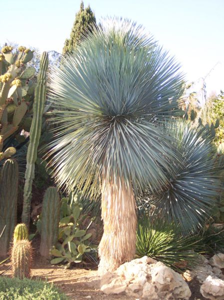 File:Yucca rostrata.jpg