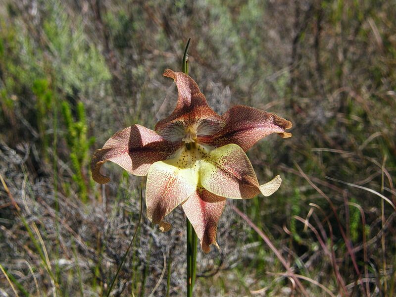 File:1024px-Gladiolus liliaceus (3).jpg