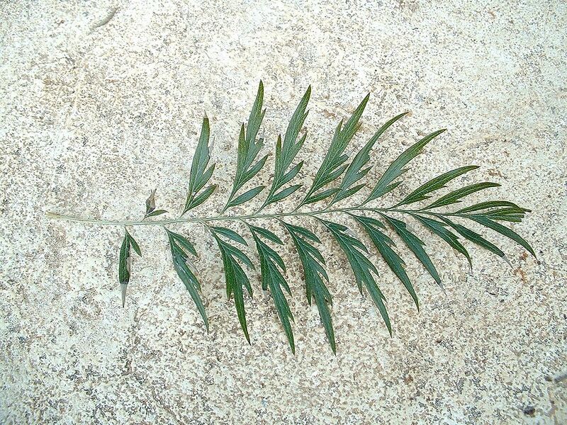 File:1024px-Grevillea robusta leaf 01.jpg
