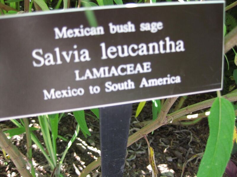 File:1024px-IMG 0107 nybg09.jpg