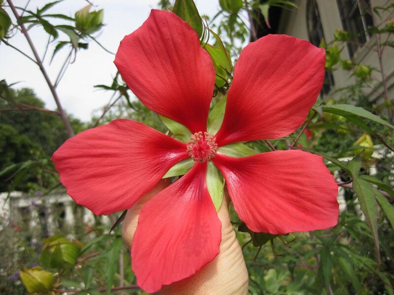 File:1024px-IMG 0748 bbg09.jpg