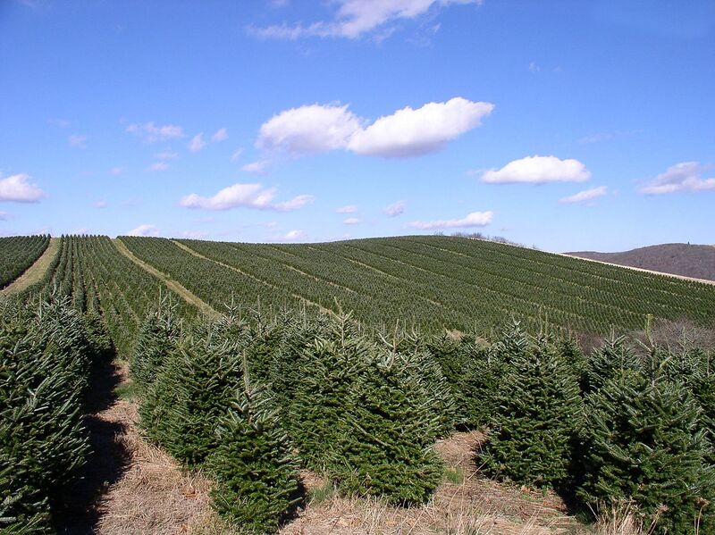 File:1280px-Abies fraseri plantation.jpg