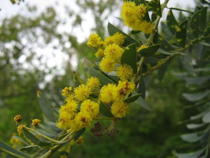 File:1280px-Acacia cultriformis4.jpg