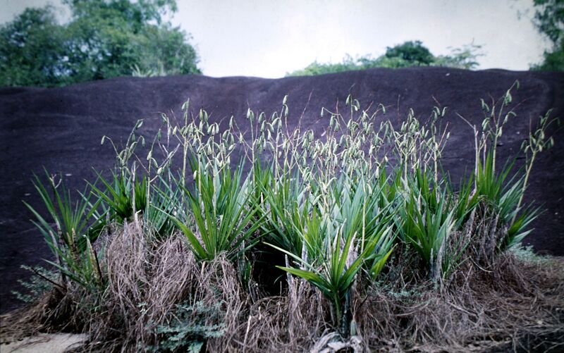 File:1280px-Cyrtopodium andersonii - habitat.jpg