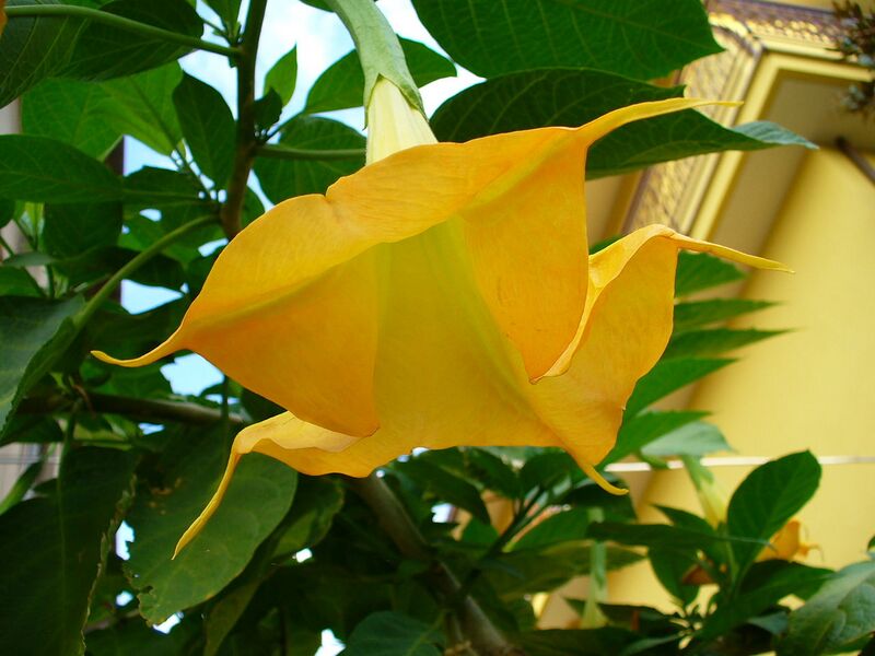 File:1280px-Engelstrompete, Trompetflower-1472.jpg