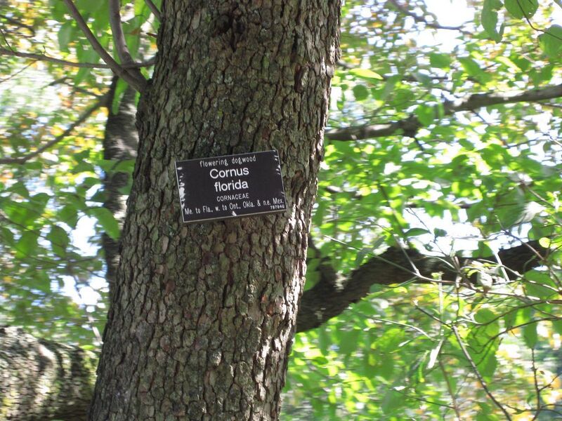 File:1280px-IMG 0340 nybg09.jpg