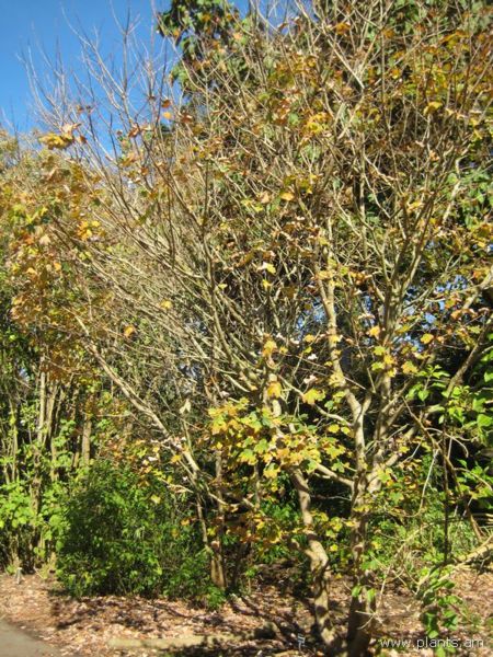 File:Acer skutchii-IMG 7826 sfbg0308.jpg