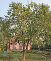 tree at Narendrapur near Kolkata, West Bengal, India.