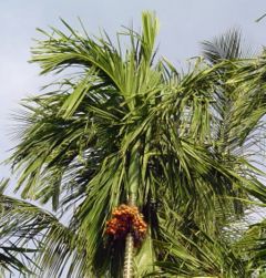 Fruiting specimen