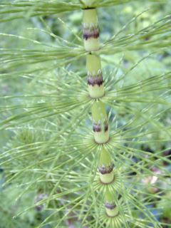 Vegetative stem of Equisetum telmateia with a whorl (at each node) of branches and dark-tipped leaves