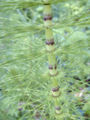 Thumbnail for version as of 08:55, 9 June 2007