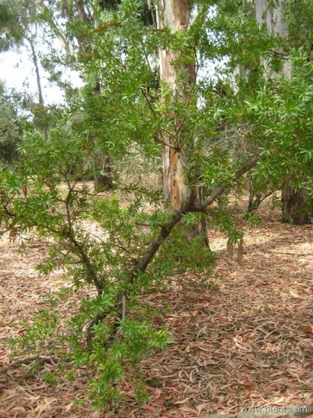 File:Hakea oleifolia-IMG 3225 lokrun.jpg