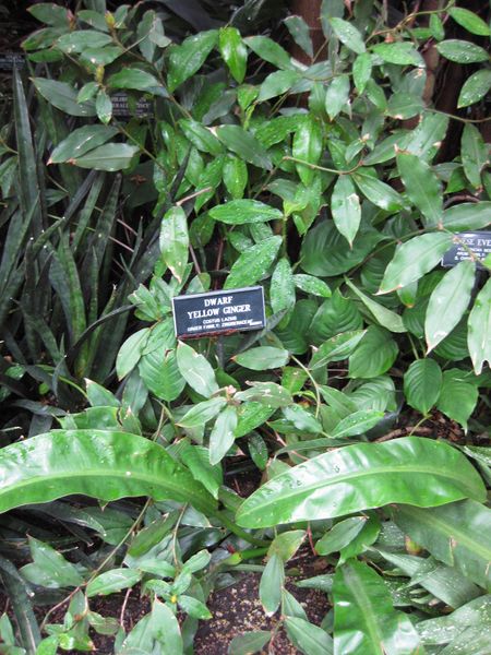 File:IMG 1210 bbg09.jpg