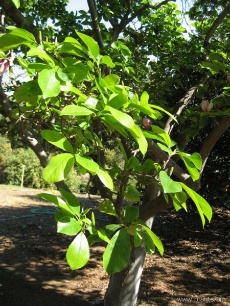 File:Magnolia-x-soulangeana-san jose-IMG 0760 hunt07.jpg