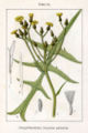 Sonchus palustris