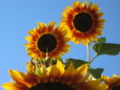 Hybrid Sunflower