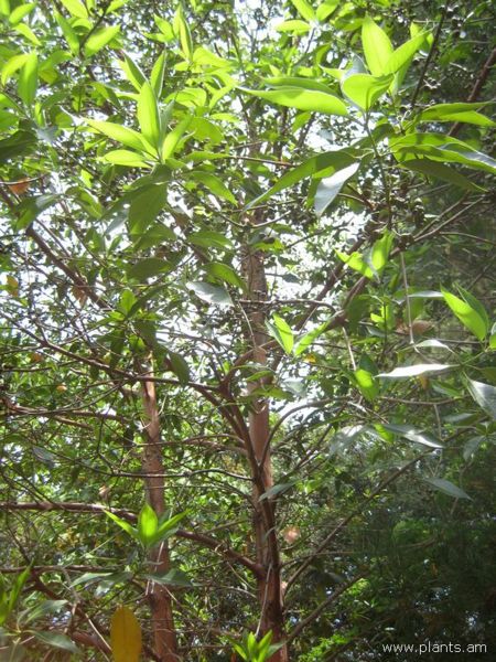File:Tristania conferta-IMG 3071 lokrun.jpg