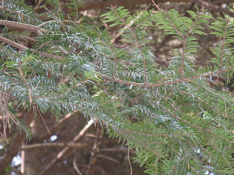 File:1024px-Abies firma3.jpg