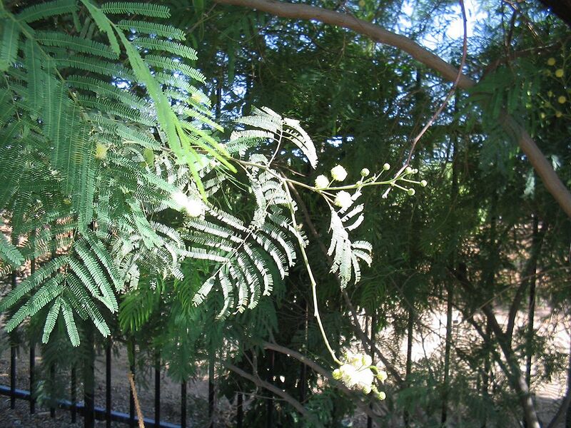 File:1024px-Acacia-berlandieri-flowers.jpg