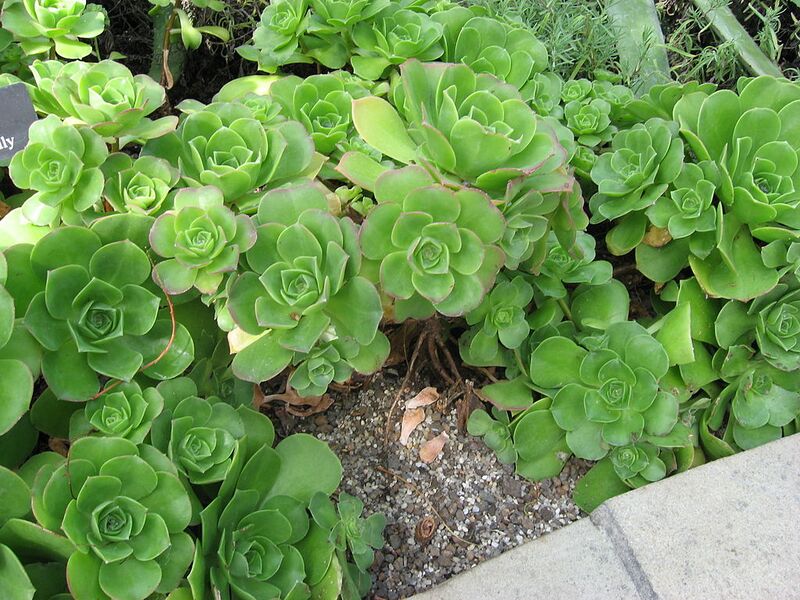 File:1024px-AeoniumUrbicum.jpg