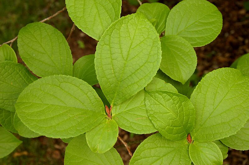 File:1024px-Japanese Stewartia Stewartia pseudocamellia Leaves Closeup 3008px.jpg
