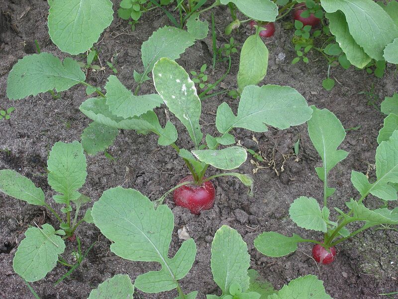 File:1024px-Radijs planten (Raphanus sativus subsp. sativus).jpg